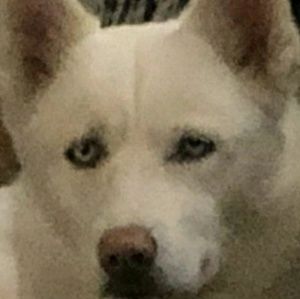 Meet your Posher, Luis